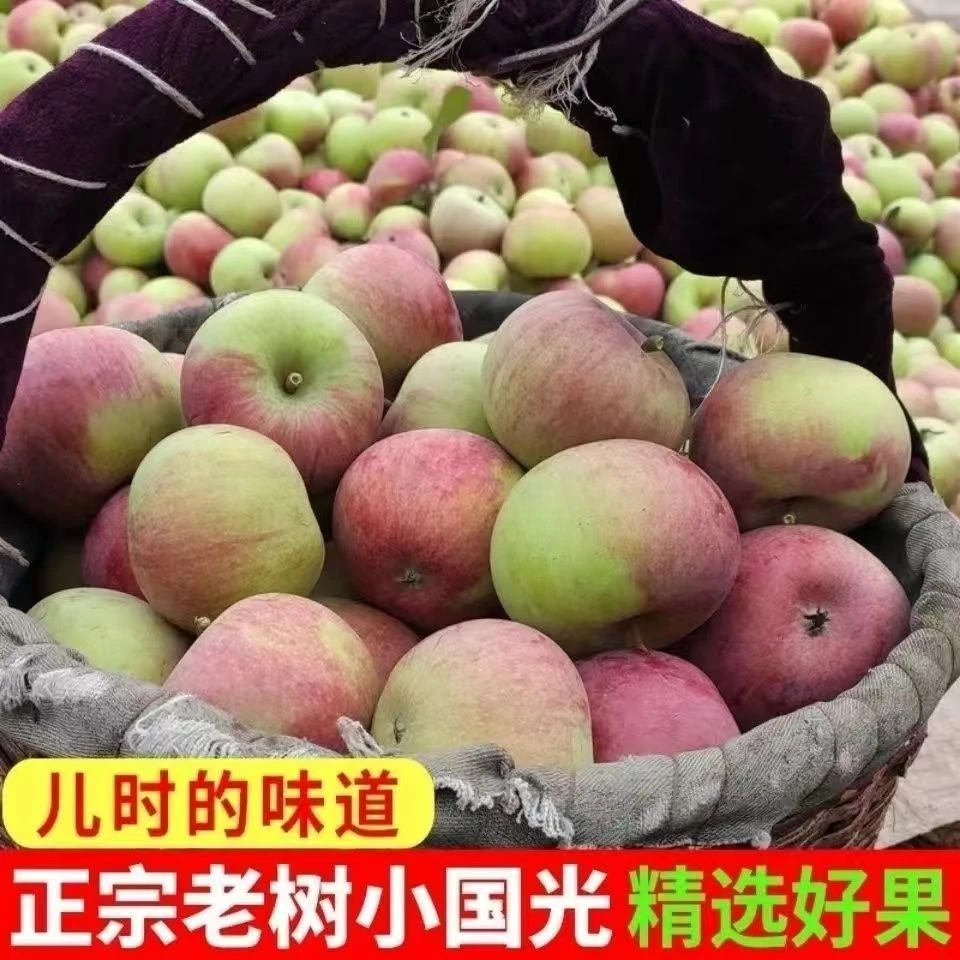 正宗老树东北小国光苹果