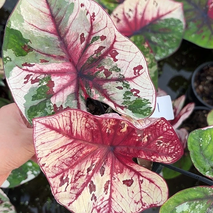 *****1-1011茱丽叶彩叶芋泰国