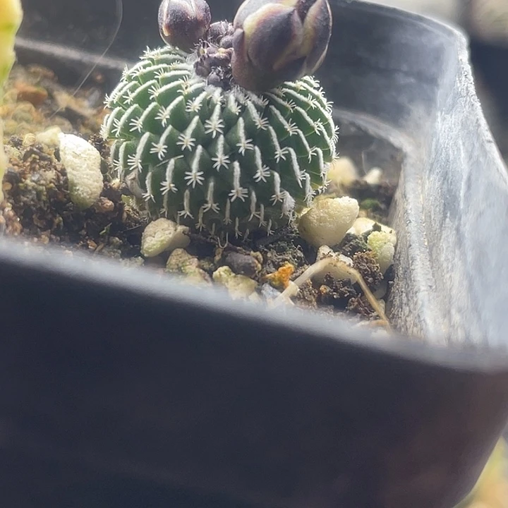 实生精巧殿刺缀一颗包邮