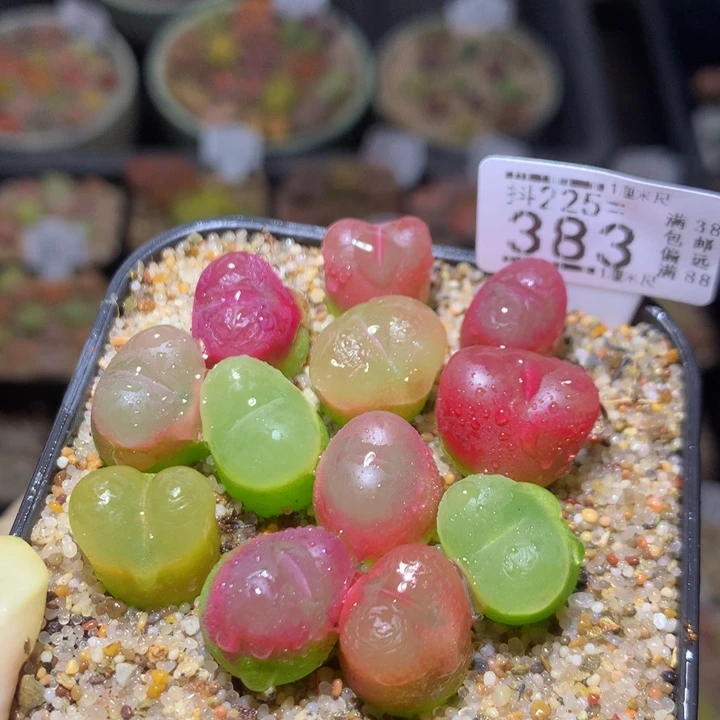 精品生石花235.383