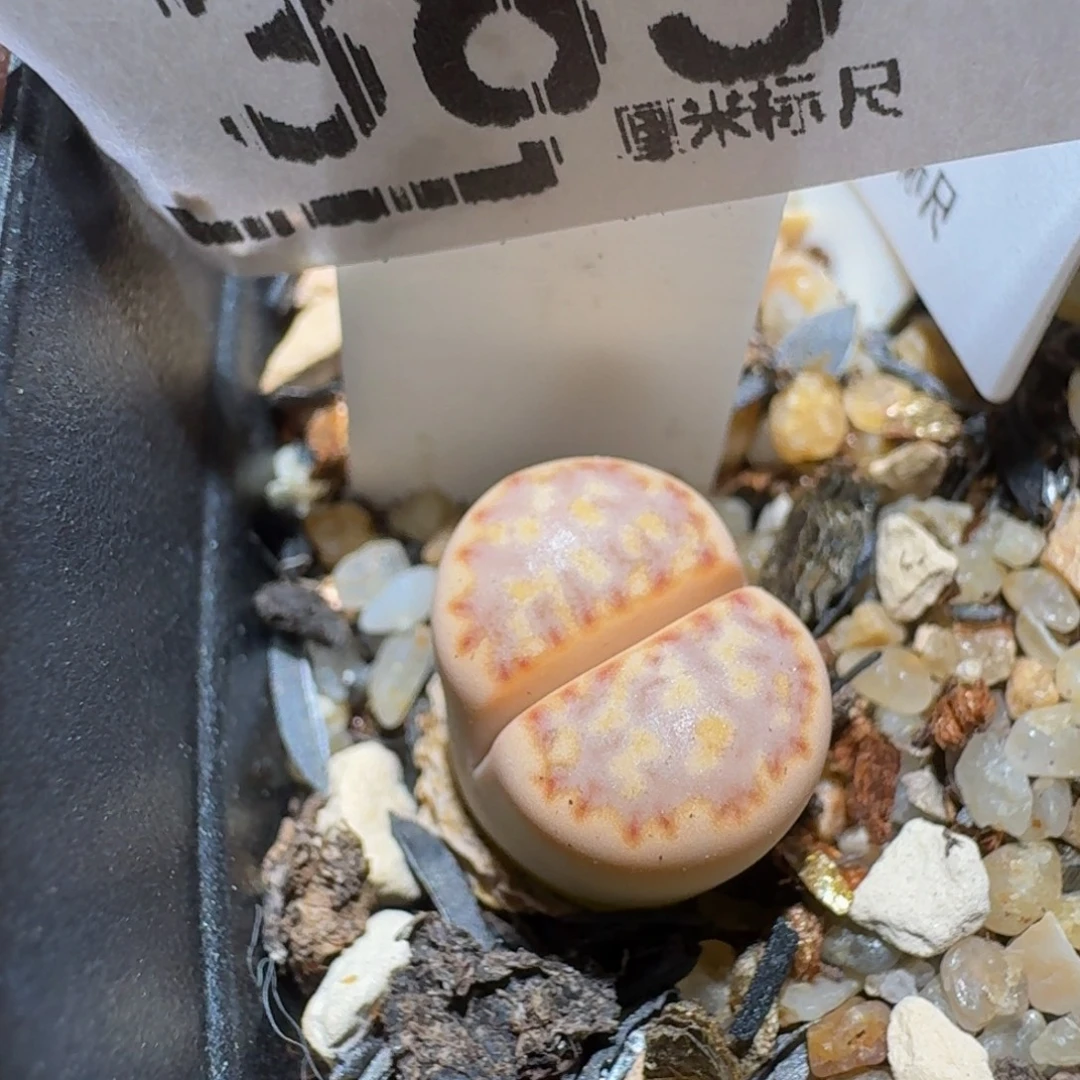 zzzz生石花肉锥385