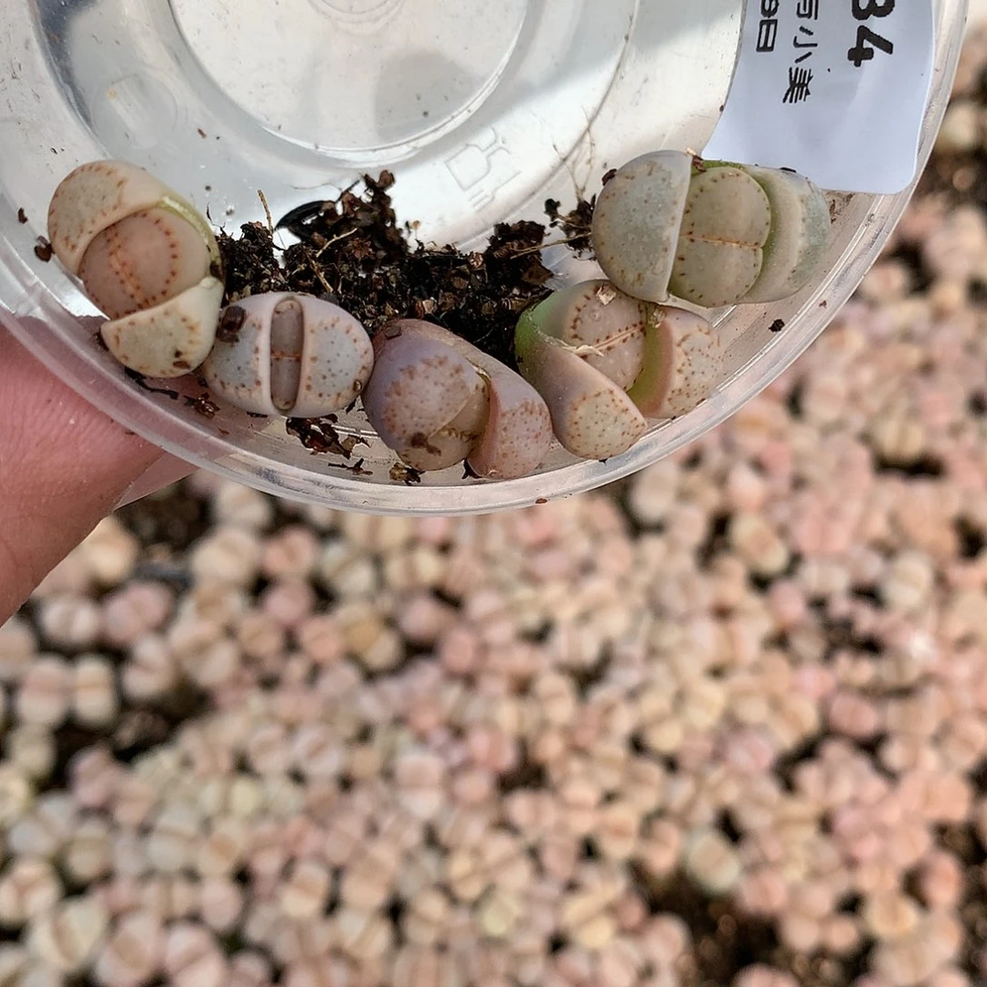 W684多肉植物保护