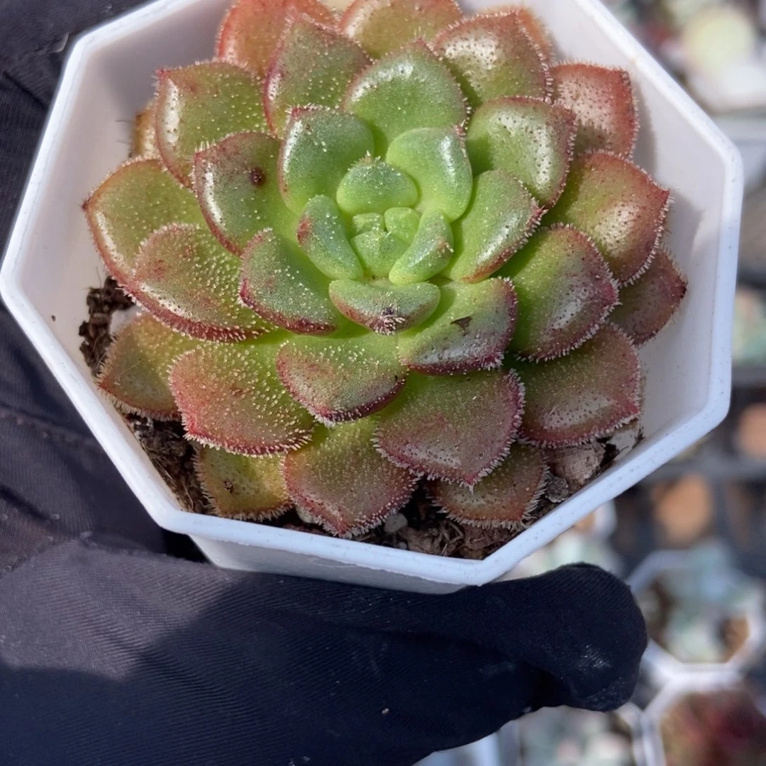 081卡罗尔多肉植物
