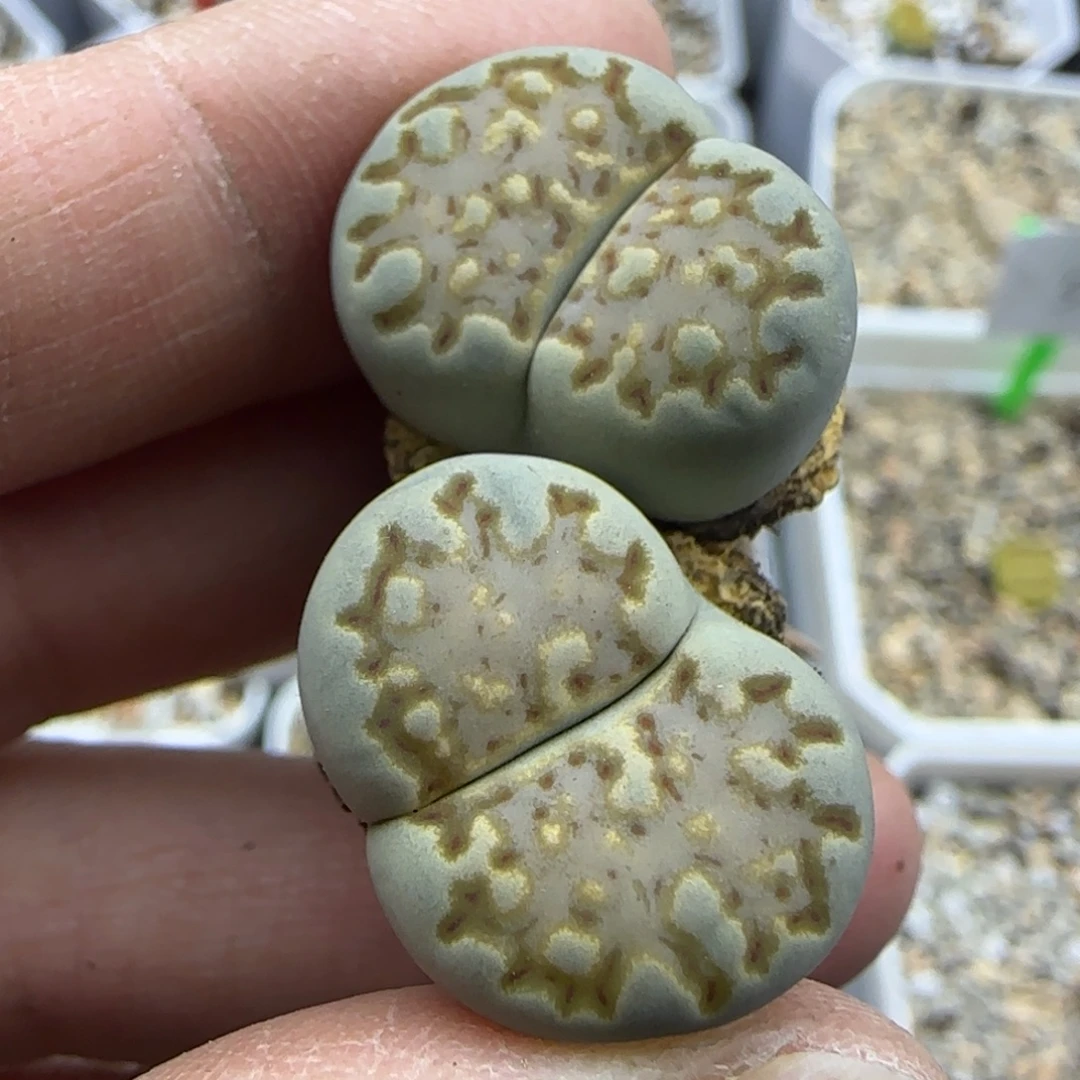 401抹茶糖霜漫画饼干清框福利30包邮