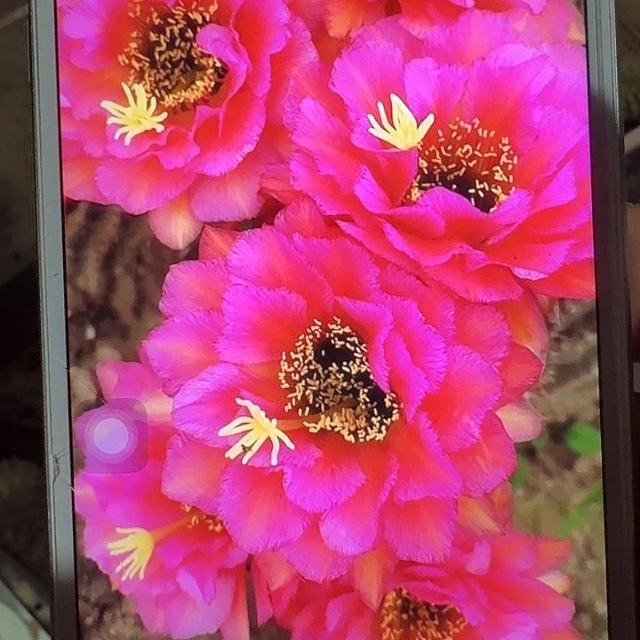 音符侧芽5公分毛花柱