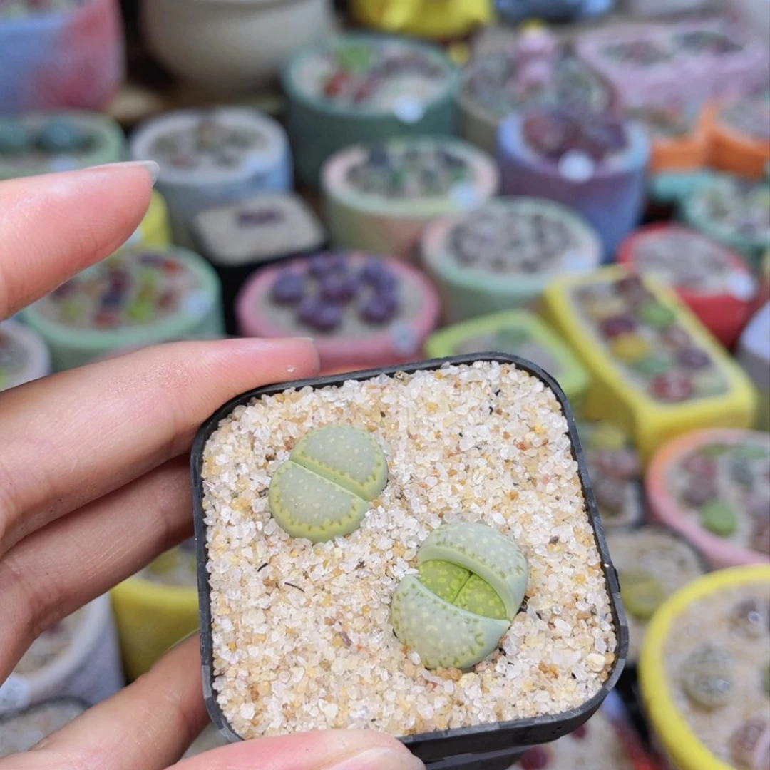 045。8888888888888888888