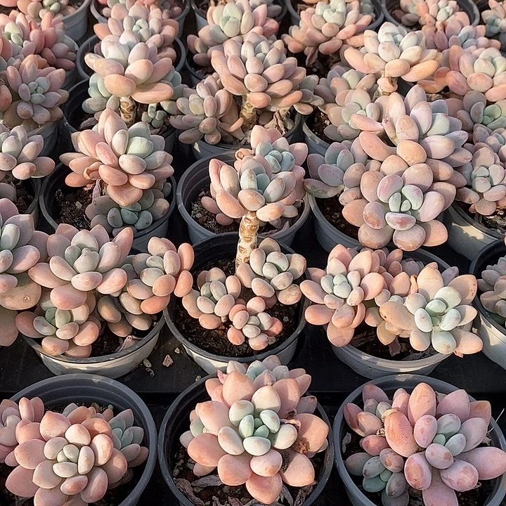 07红洛神 福利多多