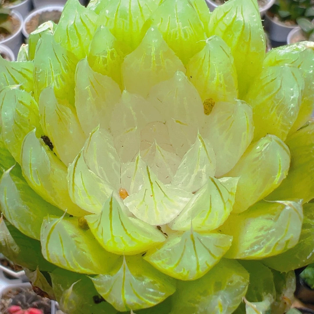 白莲花玉露多肉多肉多肉