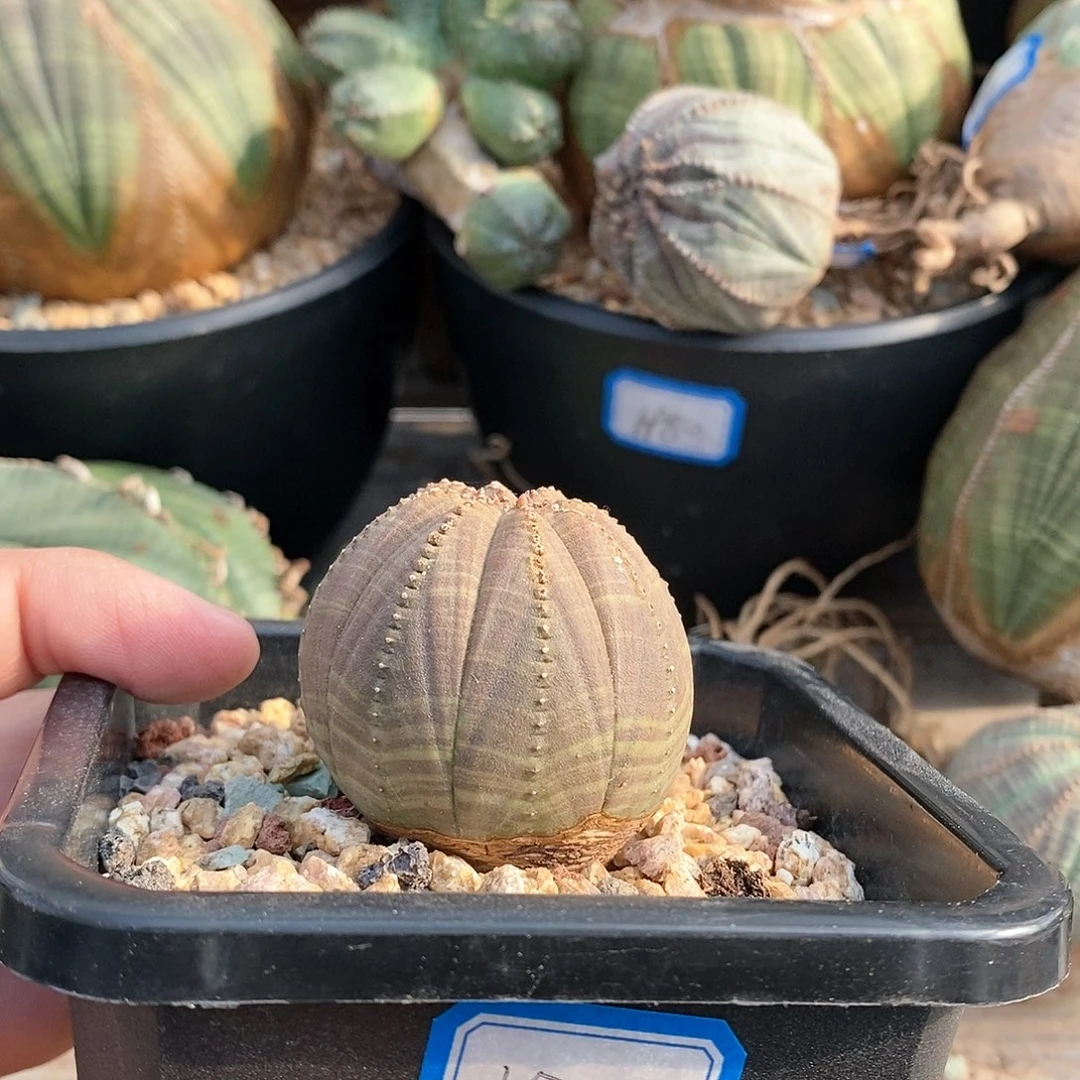 欧系实生布纹球多肉植物