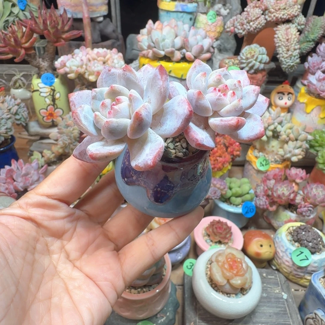 橙子 多肉含盆土 一物一拍