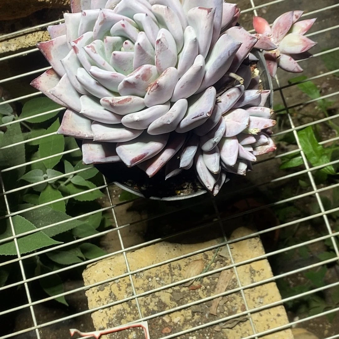 ℳ****祖母绿1颗多肉植物