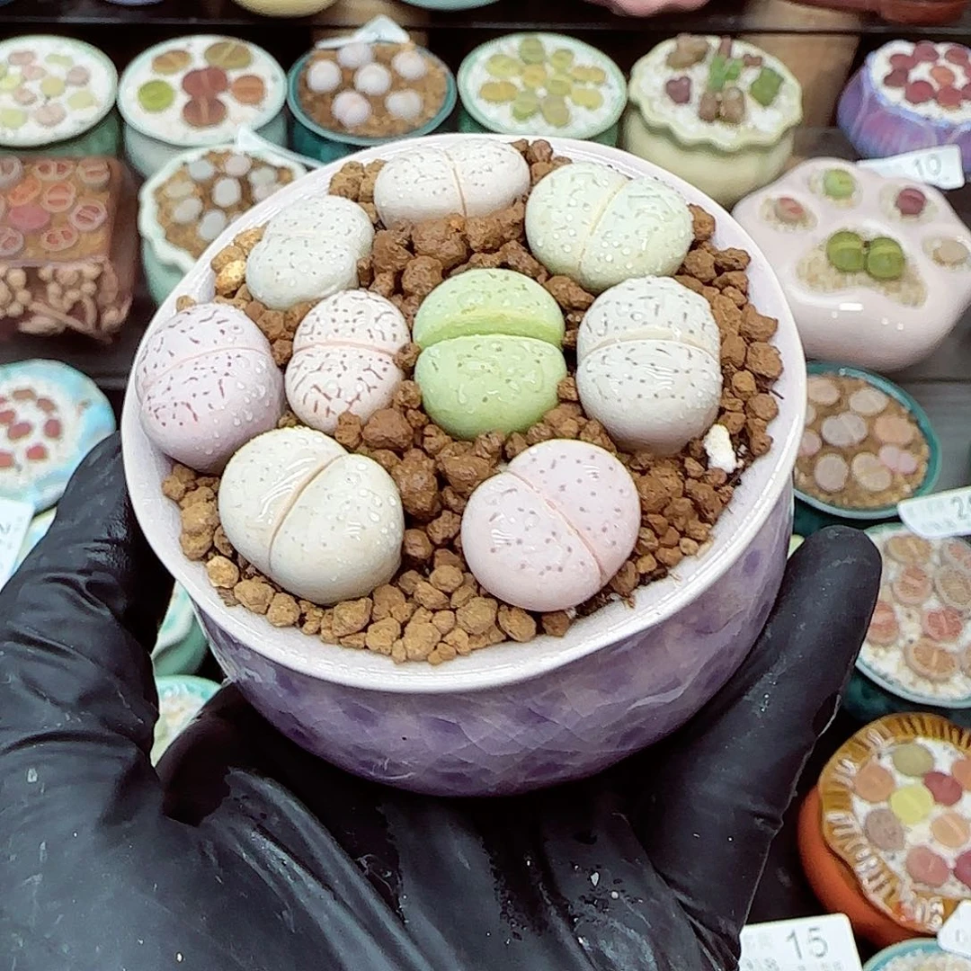 生石花满18包邮0918-72