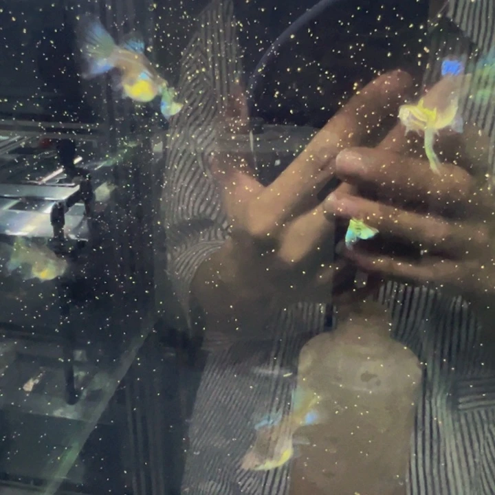 海水鱼黑金蕾丝球一对