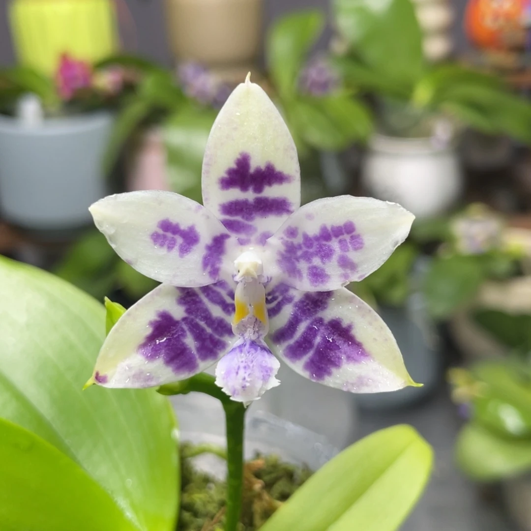 完全开放YC88，2.5杯开花株