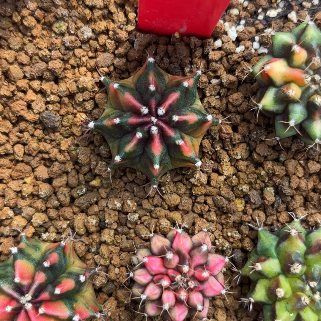 203-1218泰国发货多肉