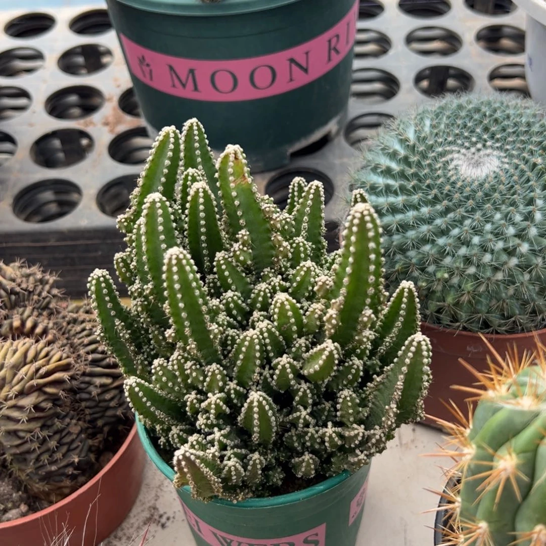 万重山随机一颗。