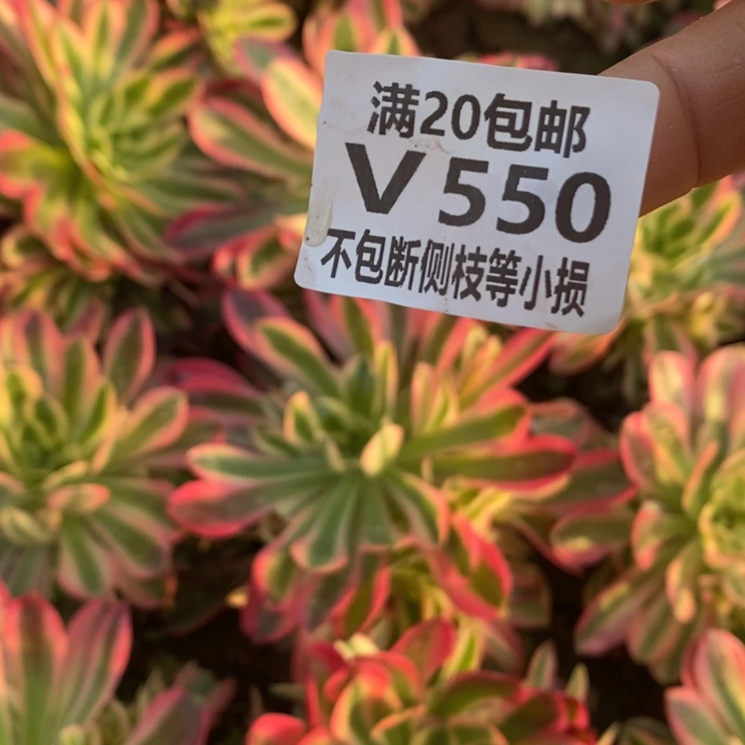 善**行550雅典娜双色老桩多肉