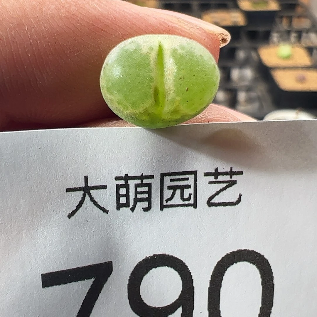 一物一拍MG1810.26莉迪亚小雀斑790