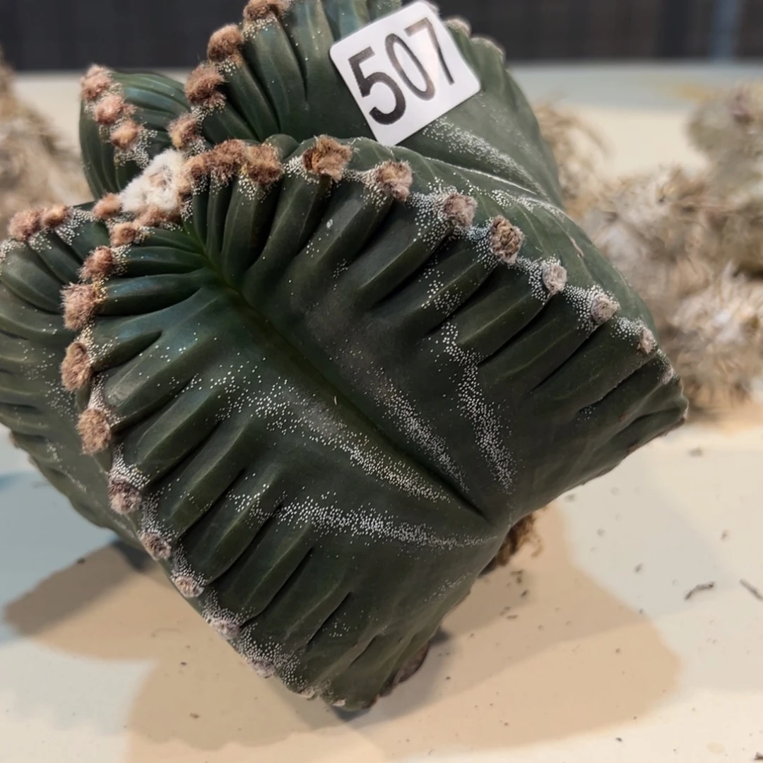 p***e507龟甲鸾凤玉脱土发货