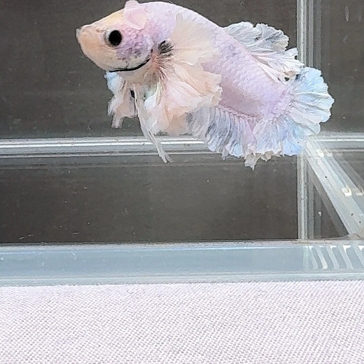 千***逐海水鱼印尼斗鱼泰国斗鱼