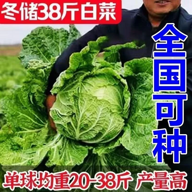 【可越冬】38斤大白菜种子山东大白菜种子抗病高产叶多多白菜籽秋冬