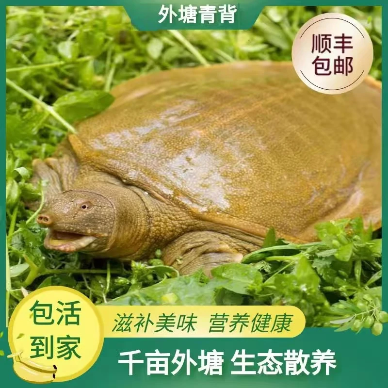 【农户直发】（3只装）4-5斤外塘散养甲鱼 生态活鳖 鲜活甲顺丰包邮鱼