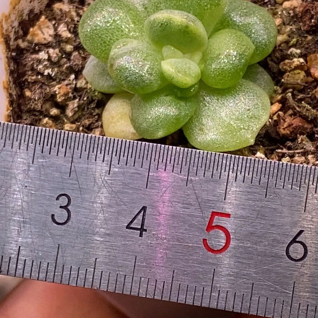 514福利，冰玉拉丝锦