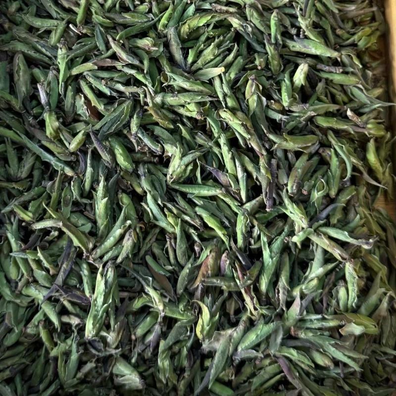 2025云南保山高黎贡山野生紫芽苞