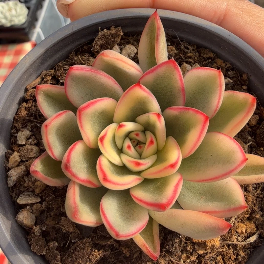 雪花和牛锦腹欧你锦
