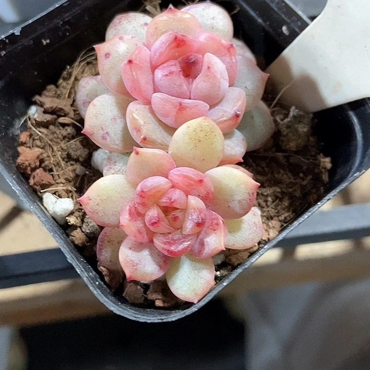 加***糕多肉植物1051多肉