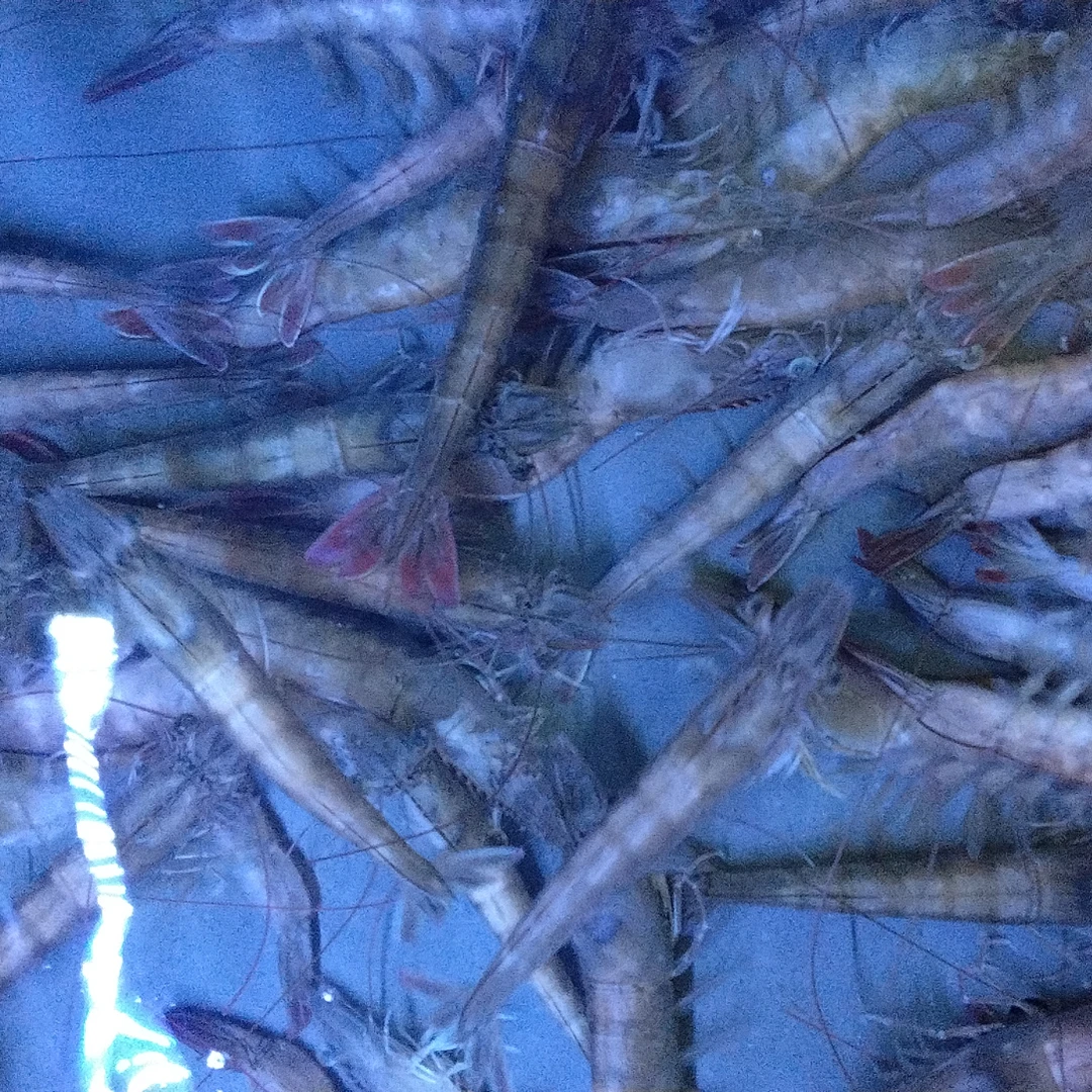 北海鲜活基围，100元3斤