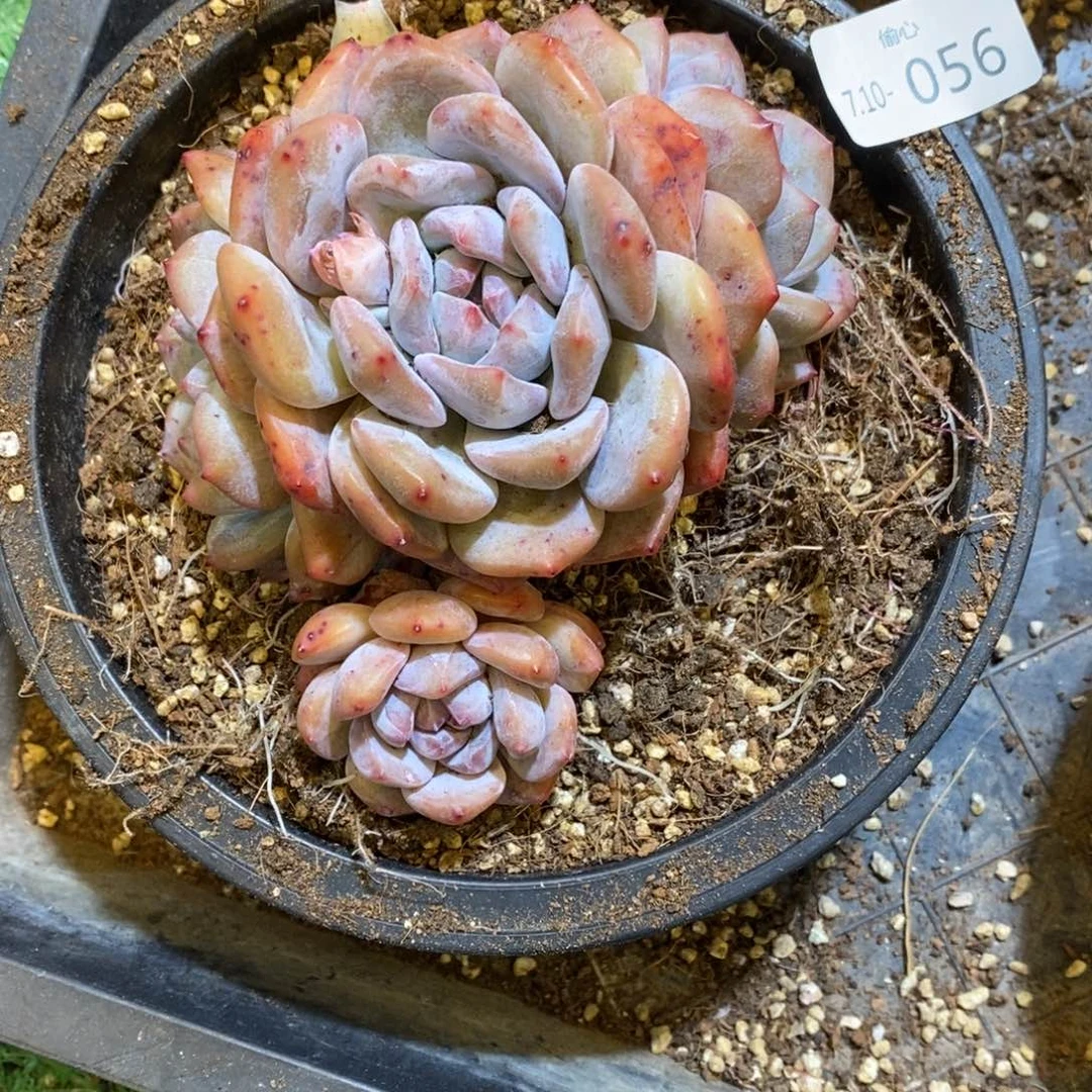 星***漠710056星影多头老桩飘枝