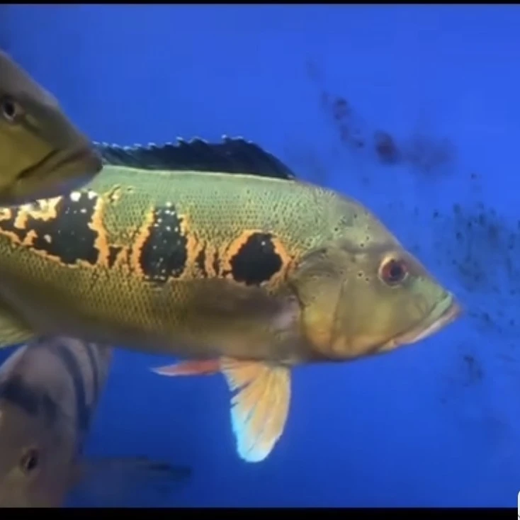 蓝帆眼斑帝王三间热带观赏鱼淡水凶猛鱼适合龙鱼混养活体