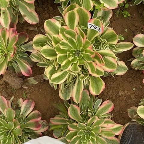 默*多肉植物法师793.792姚月两颗