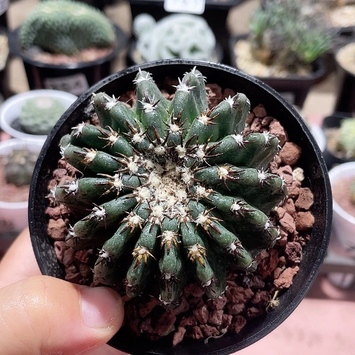 383大猫爪奇特球