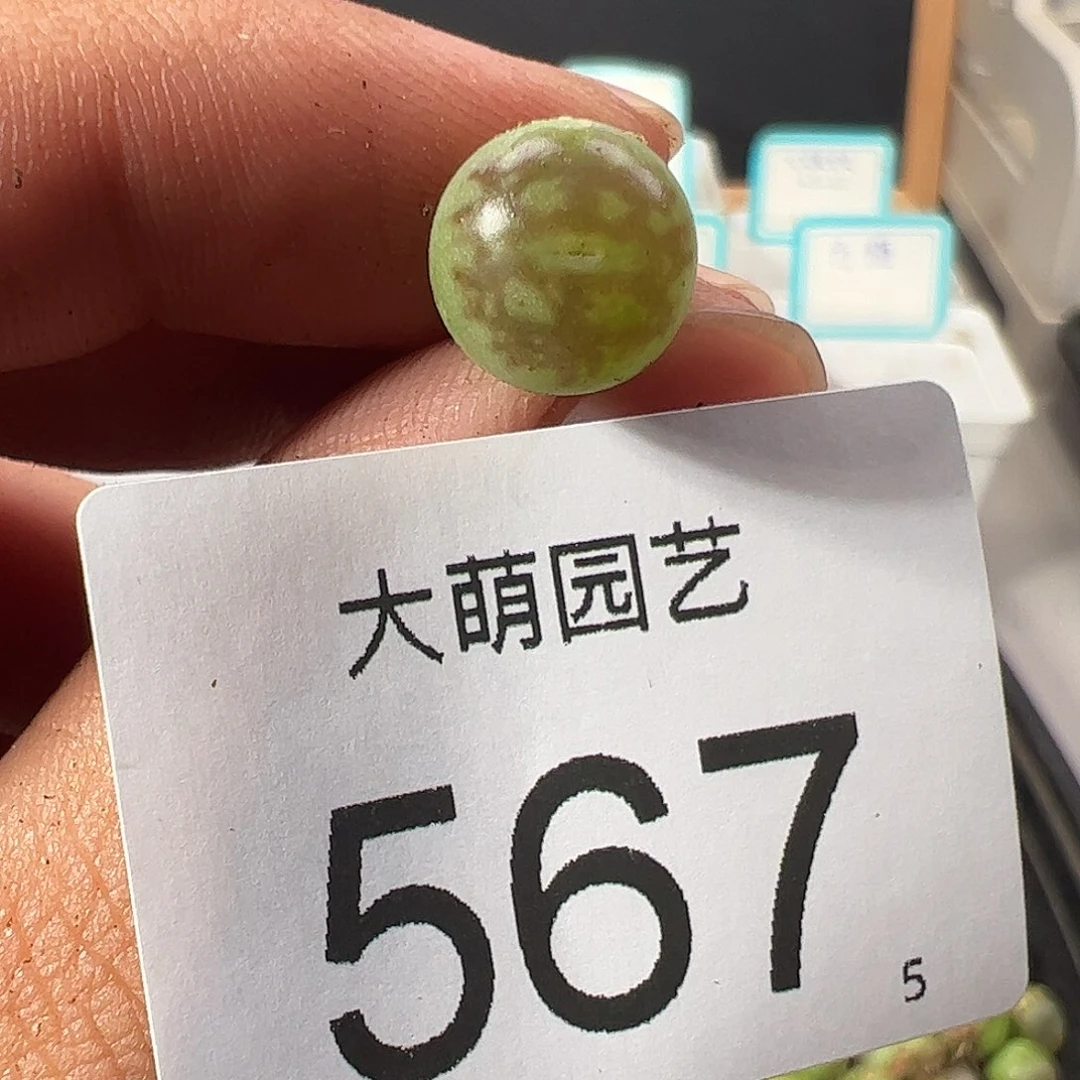 0000567 一物一拍……