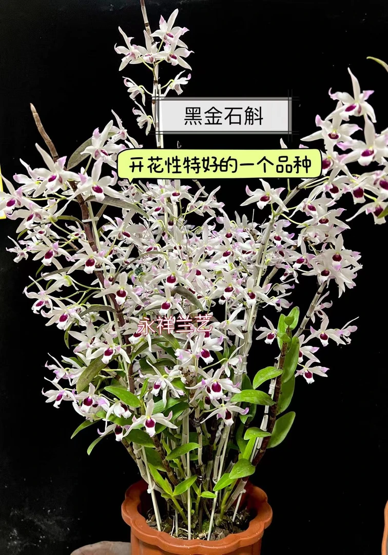 永祥兰艺 黑金石斛 Den. Blcak Gold   (金钗x铁皮) 春石斛
