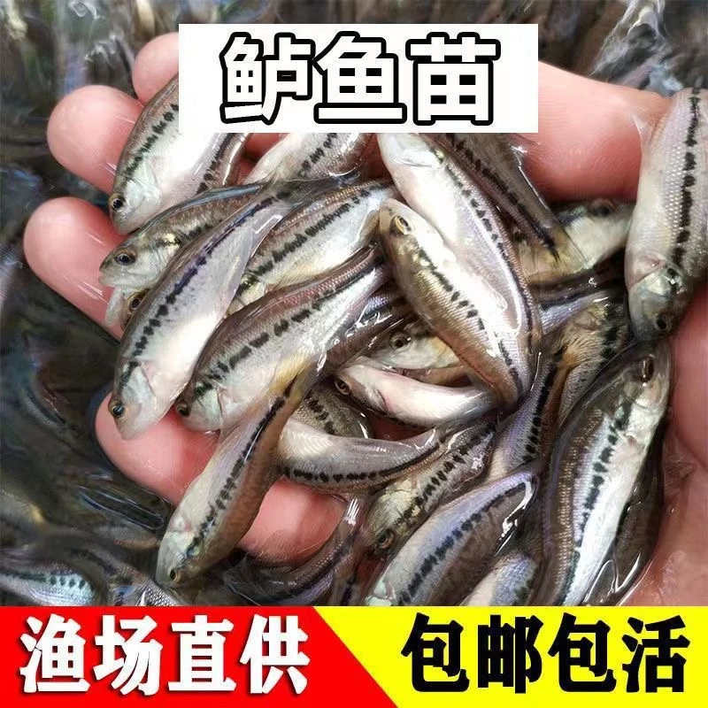 特大七星鲈鱼苗淡水加州路亚苗大口黑鲈鱼苗冷水淡水养殖鱼苗