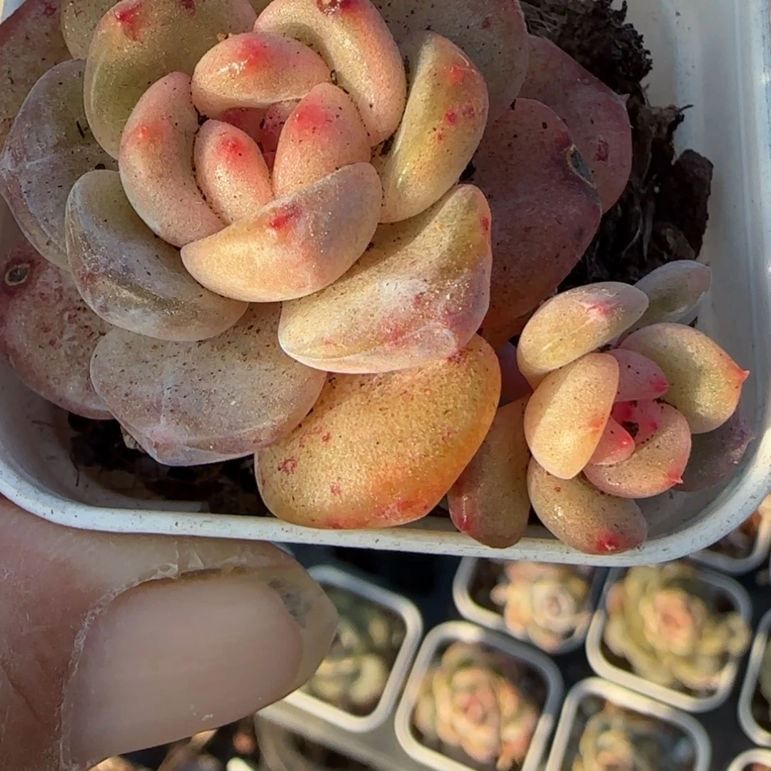 小卡拉米糖心一物一拍