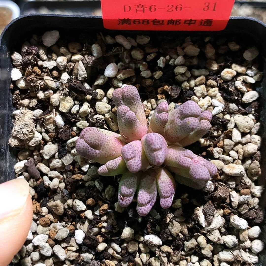 【闪购商品】6-26-31 斑马一群 50冰