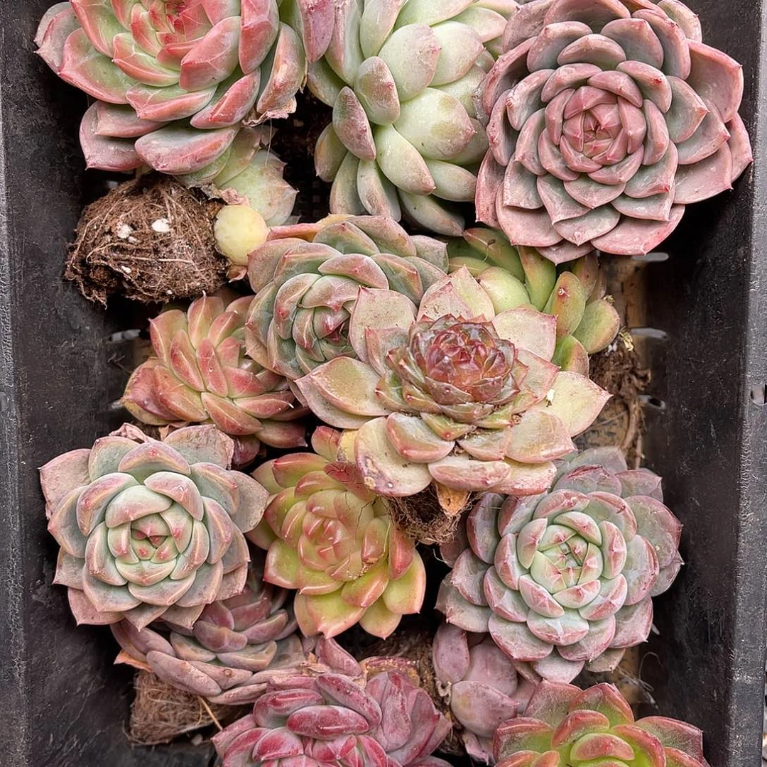 多肉一物一拍29-80