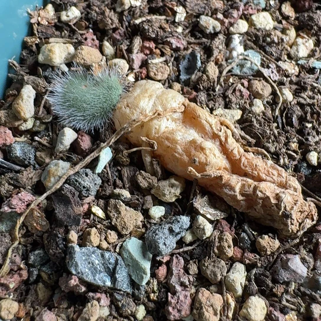 全毛爱心雾冰玉一个带盆