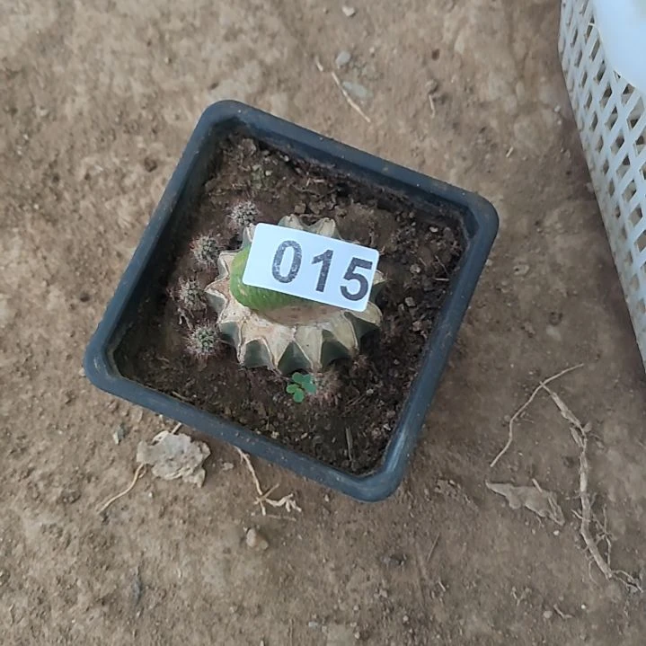快***生福袋礼品草球习志野015