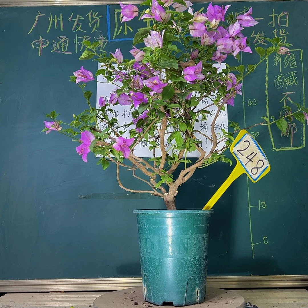 当前无花栽培后可以开花雪紫 小树头 248