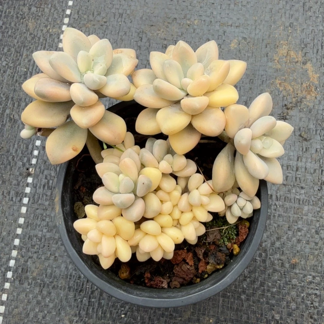 এ***༊艾伦锦锦上园艺一物一拍