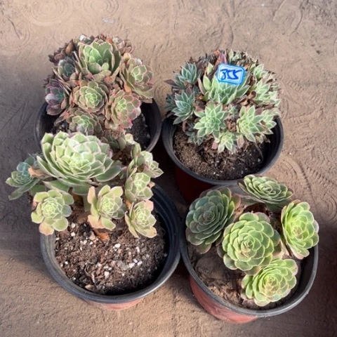 855多肉植物组合，