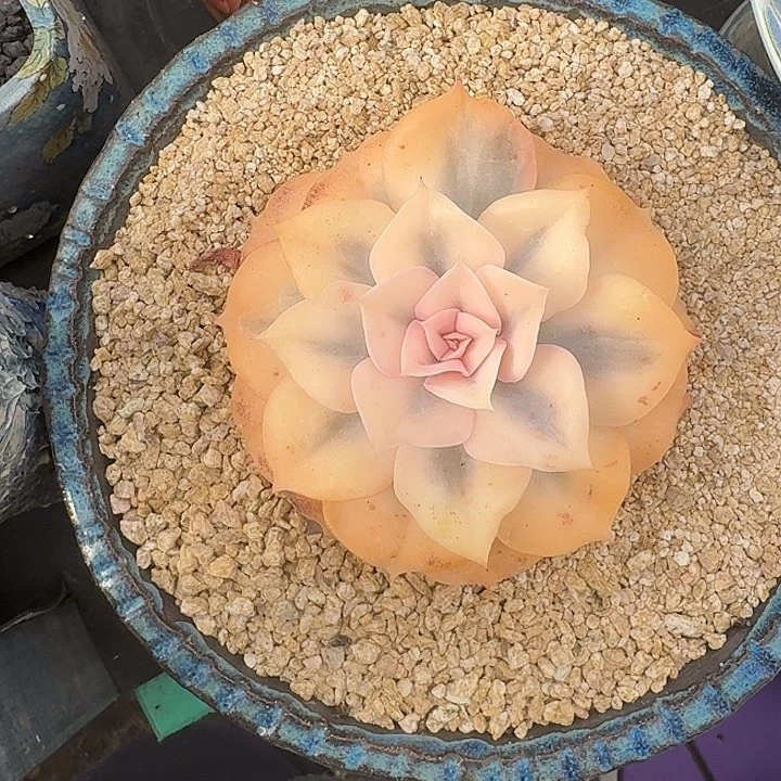 双子座 锦  一物一拍