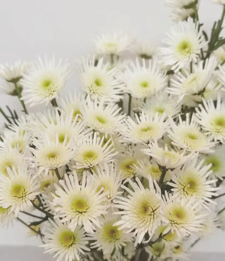 海飞丝小雏菊一把（8到10支）  云南基地鲜花   家养    水养