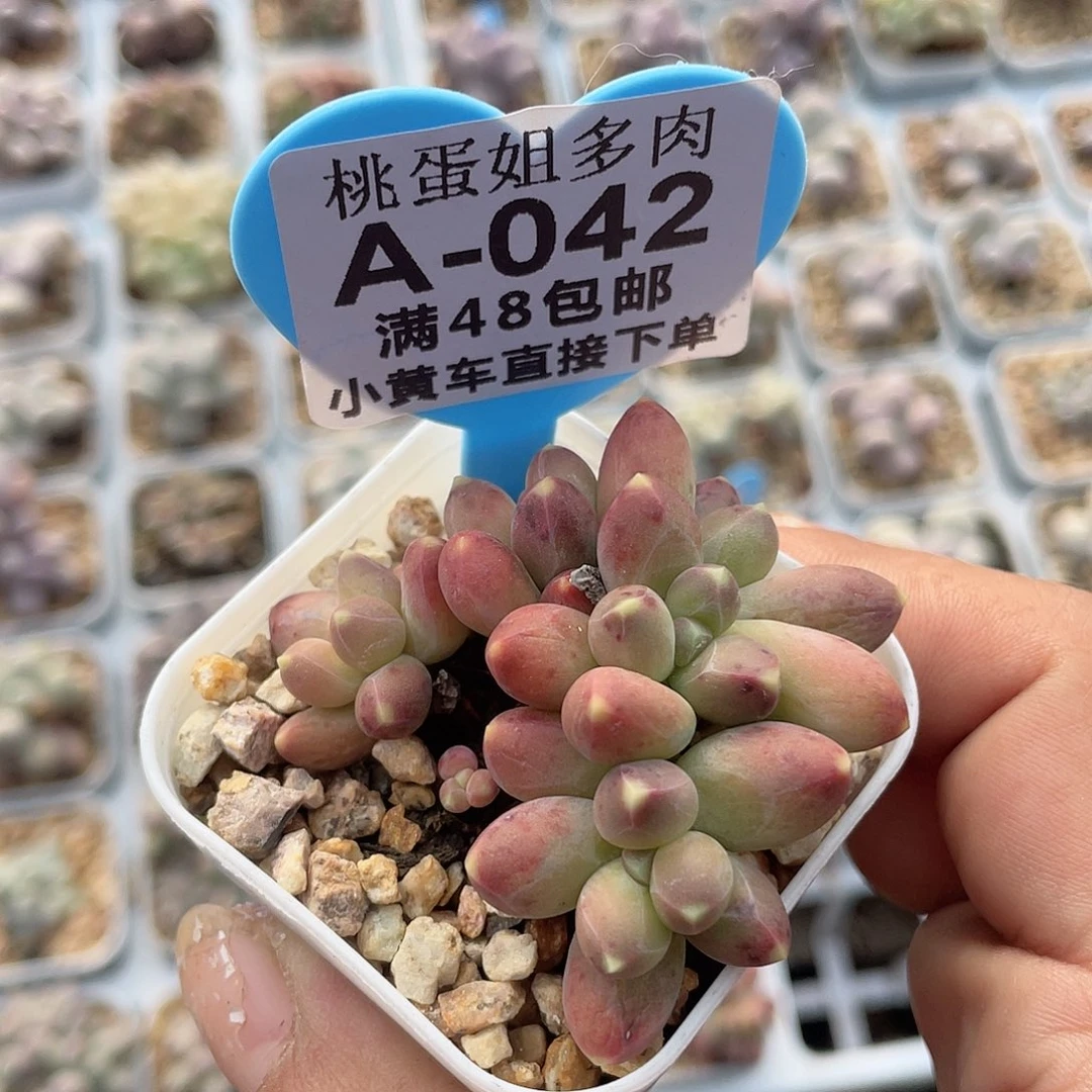 千代 脱土发货 5口盆