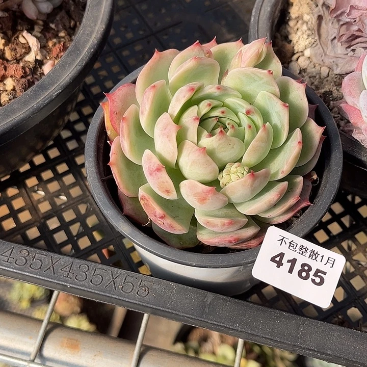 阿雅园艺。       4185吉静